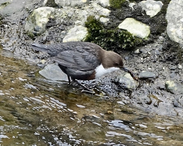 dipper